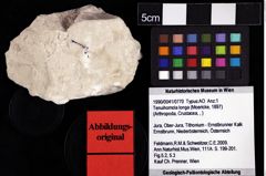 Foto (Objket + Etiketten) von Tenuihomola longa (Moericke, 1897) 